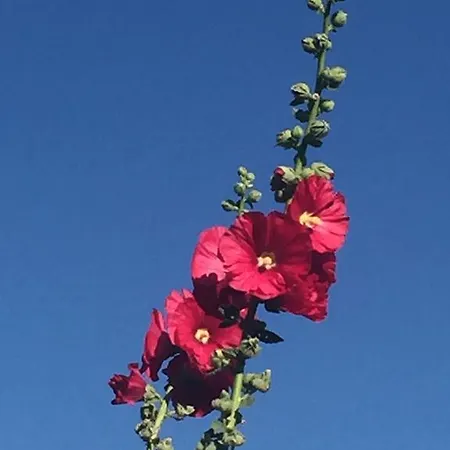 別荘 Vakantievilla Begijnhof 5